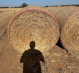 500mt Oaten Hay 5x4 Rolls