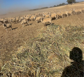 500mt Oaten Hay 5x4 Rolls