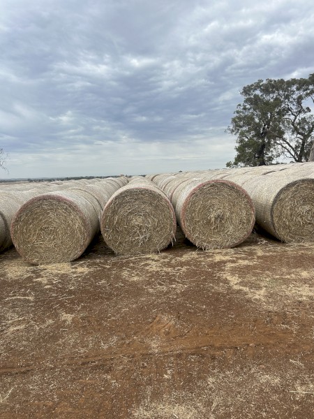 500mt Barley Hay 5x4 Rolls