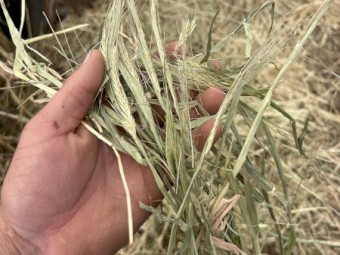 500mt Barley Hay 5x4 Rolls