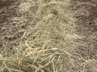 500mt Barley Hay 5x4 Rolls