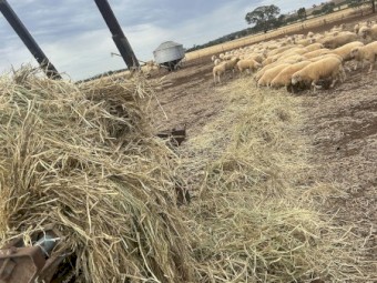 500mt Barley Hay 5x4 Rolls