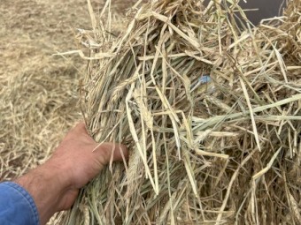 500mt Wheaten Hay 5x4 Rolls