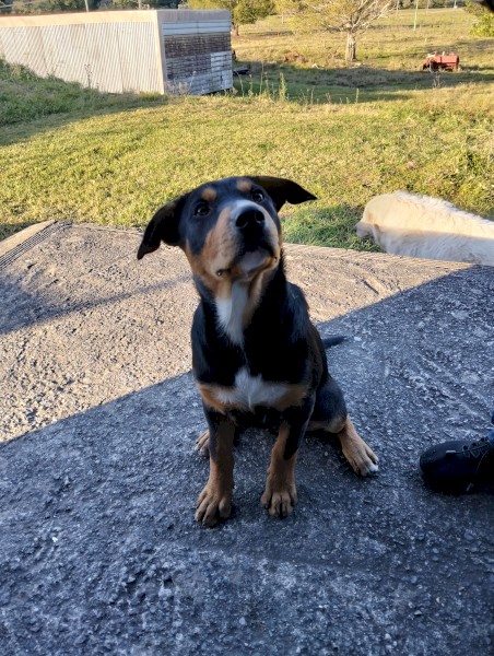 Bronxy Black and Tan Kelpie