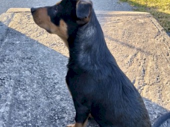 Bronxy Black and Tan Kelpie