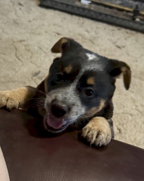2 x Stumpy Blue Heeler Pups