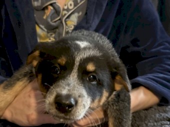 2 x Stumpy Blue Heeler Pups