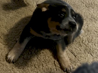 2 x Stumpy Blue Heeler Pups