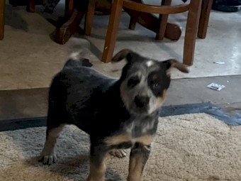 2 x Stumpy Blue Heeler Pups