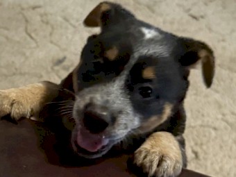 2 x Stumpy Blue Heeler Pups