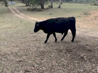 5 x Mixed Breed Steers and Heifers