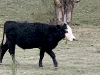 5 x Mixed Breed Steers and Heifers