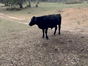 5 x Mixed Breed Steers and Heifers