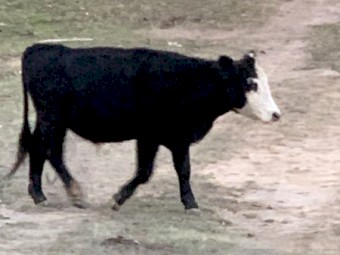 5 x Mixed Breed Steers and Heifers