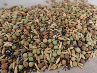 Autumn Graze Multi Species Coated Seed Blend