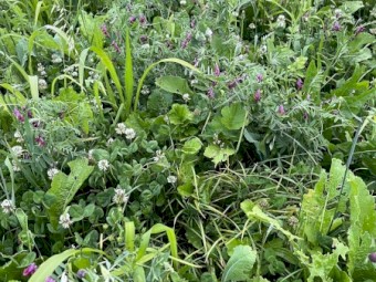 Autumn Graze Multi Species Coated Seed Blend