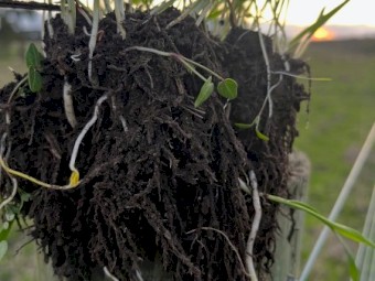 Autumn Graze Multi Species Coated Seed Blend