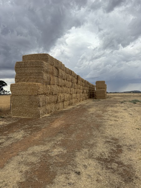 200mt Barley Tailings Straw