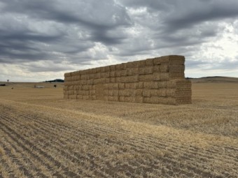 200mt Barley Tailings Straw