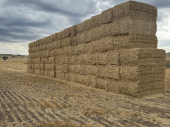 200mt Barley Tailings Straw
