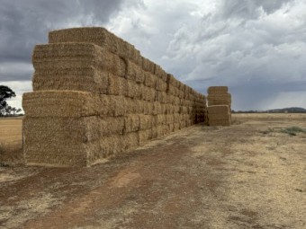 200mt Barley Tailings Straw