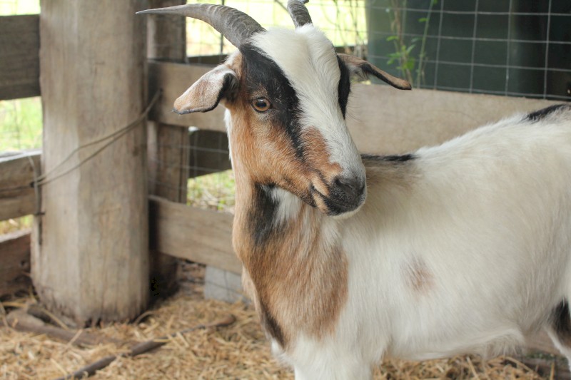 Female goats - young, tame, friendly.