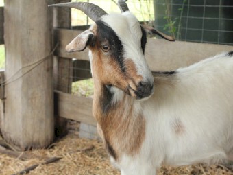Female goats - young, tame, friendly.