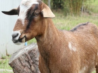 Female goats - young, tame, friendly.