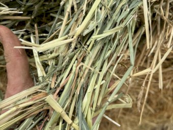 2025 barley hay  squares