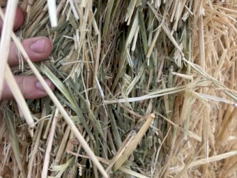 2025 barley hay  squares