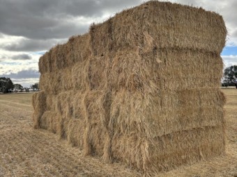 2025 barley hay  squares