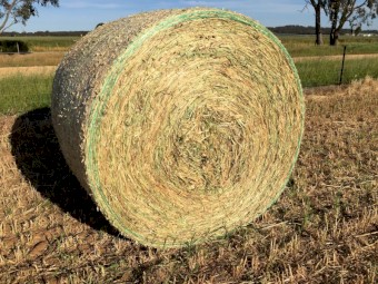 Oaten Hay Round Bales Fully Shedded