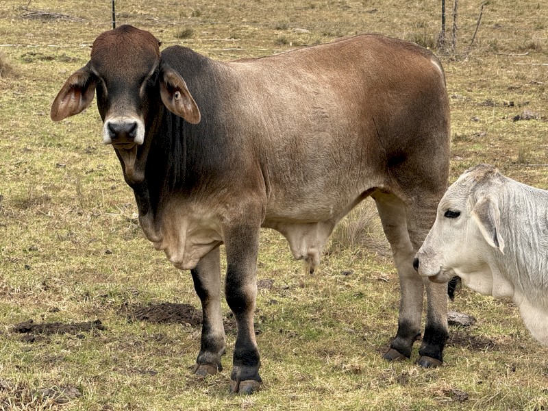 Beautiful Young (11mths) Braham X Bull "Edward" for Private Sale - pick up only