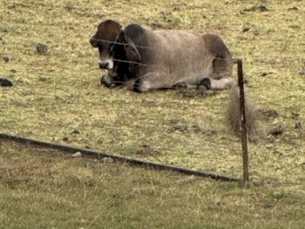 Beautiful Young (11mths) Braham X Bull "Edward" for Private Sale - pick up only