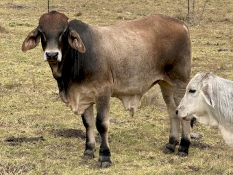 Beautiful Young (11mths) Braham X Bull 