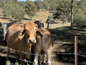 Beautiful Young (11mths) Braham X Bull "Edward" for Private Sale - pick up only