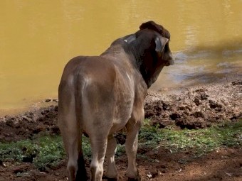 Beautiful Young (11mths) Braham X Bull "Edward" for Private Sale - pick up only