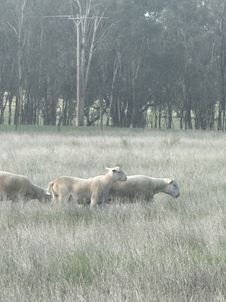 3x White Dorper Rams