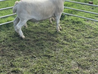 3x White Dorper Rams