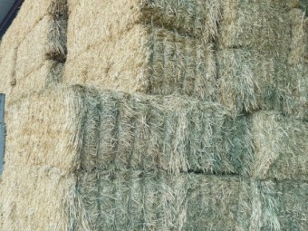 200mt Barley Hay 680kg Bales 8x4x3