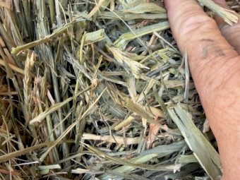 200mt Barley Hay 680kg Bales 8x4x3