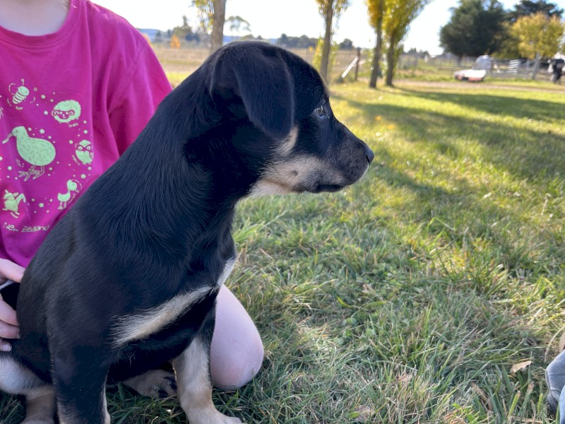 Kelpie Pups x 2