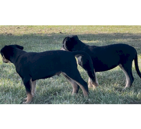 Kelpie Pups x 2