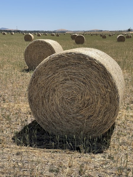 Wheaten hay - Awnless variety