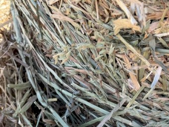 Wheaten hay - Awnless variety