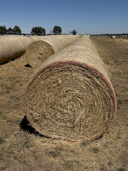 Oaten Hay - Swan oat - Chopped 