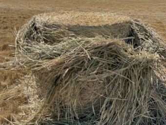 Oaten Hay - Swan oat - Chopped 