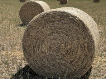 Oaten Hay - Swan oat - Chopped 