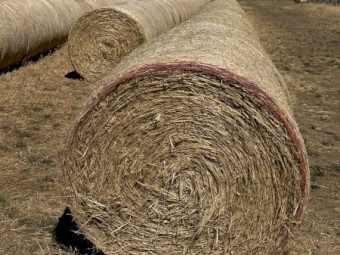 Oaten Hay - Swan oat - Chopped 