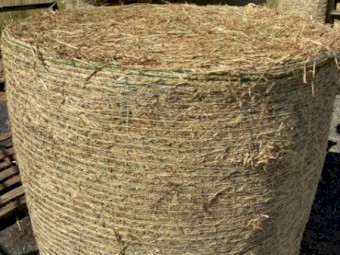 24 bales Quality Rhodes + 24 bales Prime Beardless Barley in one JOB LOT- 4 LOTS Available